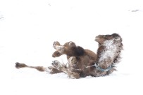 DEVE GÜREŞLERİ - Van'da Güreşçi Deve Yetiştiriciliği