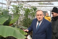 Bolu Belediyesine Ait Seralarda Tropikal Meyveler Üretiliyor Haberi