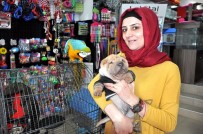 MUHABBET KUŞU - Küçük Yaşta Evcil Hayvan Yetiştiren Çocuklar Hayatta Daha Başarılı Oluyor