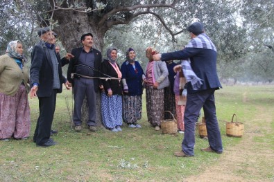İşçiler Kahya Ve Karısını Ağaca Bağladı