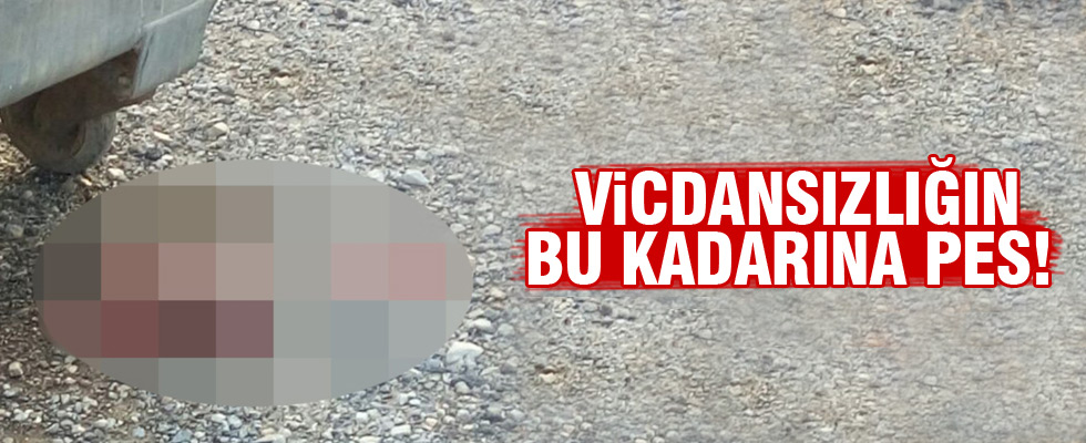 Çöp konteynerinde vicdanları sızlatan görüntü
