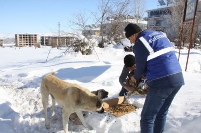 Bingöl Belediyesi, Sokak Hayvanları İçin Doğaya Yem Bıraktı
