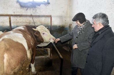 Vali Memiş'ten Ahır İncelemeleri