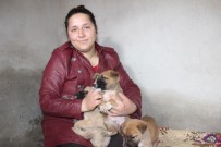 SOKAK KÖPEĞİ - 100 Köpek Ve 30 Kediye Bakan Gülşen Kurt, 30 Köpeğin Zehirlendiğini İddia Etti