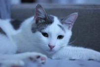 HAYVAN SEVERLER - Kedilerde Nezle Salgını