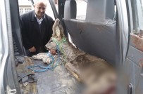 Köpeklerin Saldırısına Uğrayan Karaca Tedavi Altına Alındı