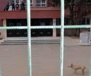 PİTBULL - Okulda Pitbull Paniği !