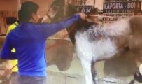OTOMOBİL YIKAMA - Oto Yıkamacıda At Yıkadılar