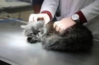 SOKAK KEDİSİ - Sokakta Bulunan Yaralı Kedi Ameliyat Edildi