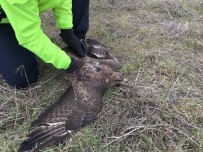 GÖRÜKLE - Yaralı Şahini Bisikletçiler Kurtardı