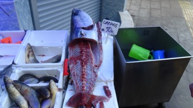 Bilecik'te 1 Metre 70 Santim Boyundaki Kılıç Balığı Görenleri Hayrete Düşürdü