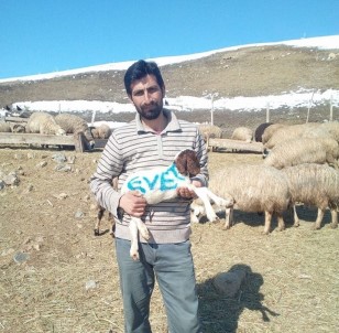Erzincanlı Çoban Referandum Oyunu Kuzusunun Üzerine Yazdı