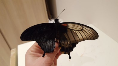 Konya'da Çift Cinsiyetli Kelebek Bulundu