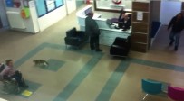 HASTA YAKINI - Hastaneyi Gezen Davetsiz Kedi Girdiği Kapıdan Dışarı Çıktı