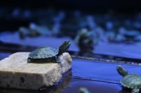 İSTANBUL AKVARYUM - Kaçak Kaplumbağalar Yeni Yuvalarına Götürüldü