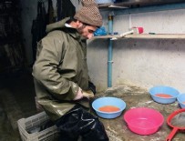 Bitlis'te alabalık sağımı