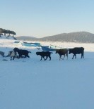 BÜYÜKBAŞ HAYVANLAR - Kurt Tehlikesi Nedeniyle Adalardaki Hayvanlar Buz Üzerinde Yürütülüyor