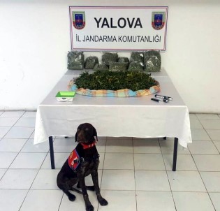 Yalova'da 'Skunk' Adlı Yeni Nesil Uyuşturucu Ele Geçirildi