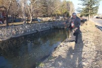 KAYAKÖY - Balıkların Özgürlüğü