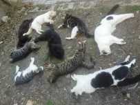 HAYVAN SEVERLER - Alanya'da Kedi Ölümleri