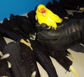 'Sultan'lar Sınırda Yakalandı