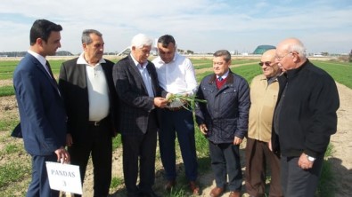 'Antalya Buğdayını Arıyor' Projesi