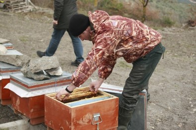 Bursa'da Şok Eden Arı Ölümleri