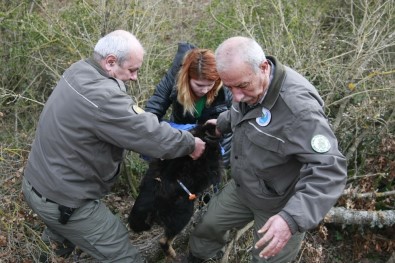 'Siyah Kurt' Diye Günlerce Besledi Köpek Çıktı