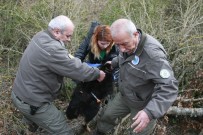 AHMET ÖZEN - 'Siyah Kurt' Diye Günlerce Besledi Köpek Çıktı