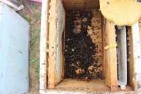 HAVA MUHALEFETİ - Aydın'da Arı Katliamı