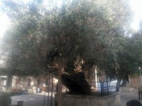 ZEYTİN AĞACI - Bin 350 Yıldır Meyve Veren Hünkar Zeytini Asırlara Meydan Okuyor