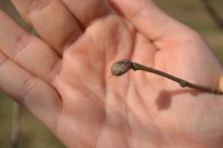 KANSER HASTALIĞI - Fındık Yeniden Küllenme Tehdidi İle Karşı Karşıya