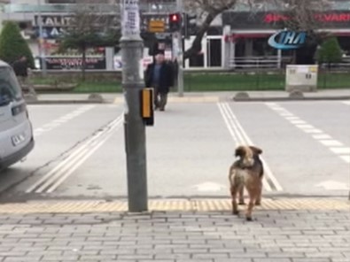 Köpekten İnsanlığa Trafik Dersi