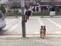 SOKAK KÖPEĞİ - Köpekten İnsanlığa Trafik Dersi