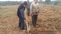 ZEYTİN YAĞI - Orman İşletme Müdürlüğü Köylüye Zeytin Fidanı Dikiyor