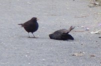 AMATÖR KAMERA - Küçük Kuştan İbretlik Ders