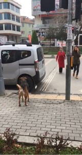 Sokak köpeğinden trafik dersi