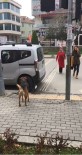 SOKAK KÖPEĞİ - Sokak köpeğinden trafik dersi