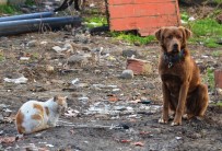 SOKAK KÖPEĞİ - Sokak Köpeği İle Kedinin Dostluğu