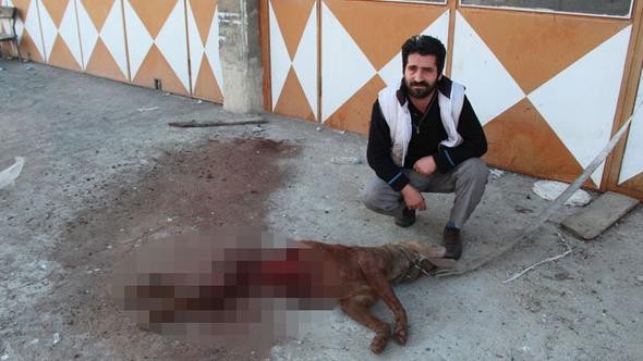 İlçeye inen kurtlar köpeği yedi!