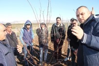 NİHAT YILMAZ - Adıyaman'da Meyve Ağaçlarında Budama Kursu Veriliyor