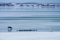 BUZ TUTAN GÖL - Buz Tutan Gölde Aç Kalan Köpekler Su Kuşu Avında