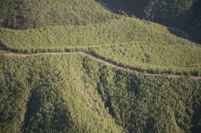Orman Bakanlığı 2016 Yılında Karabük'te 2.5 Milyon Adet Fidanı Toprakla Buluşturdu
