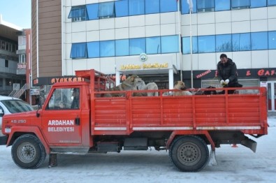Ardahan'da Sokak Köpekleri Toplanıyor