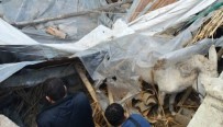 BÜYÜKBAŞ HAYVANLAR - Çöken Ahırdaki 6 Hayvan Kurtarıldı