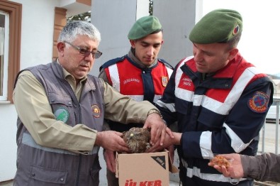 Yaralı Şahine Jandarma Şefkati