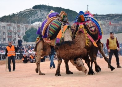 3'Ncü Biga Deve Güreşleri