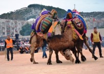 DEVE GÜREŞLERİ - 3'Ncü Biga Deve Güreşleri