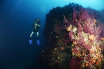 OKSİJEN KAYNAĞI - Ayvalık'ta Asırlık Mercanlara Koruma Planı