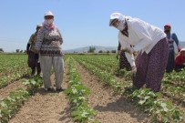 PROJE PAZARI - Aydın'da 75 Kadın Çiftçi İş Sahibi Olacak